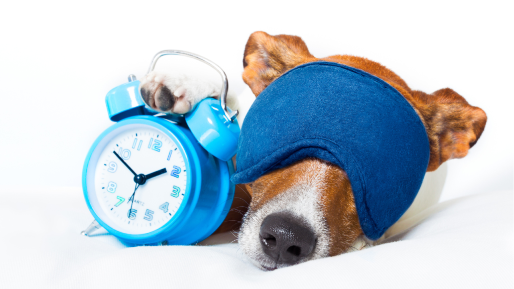 犬がアイマスクをして目覚まし時計を抱えて眠っている画像